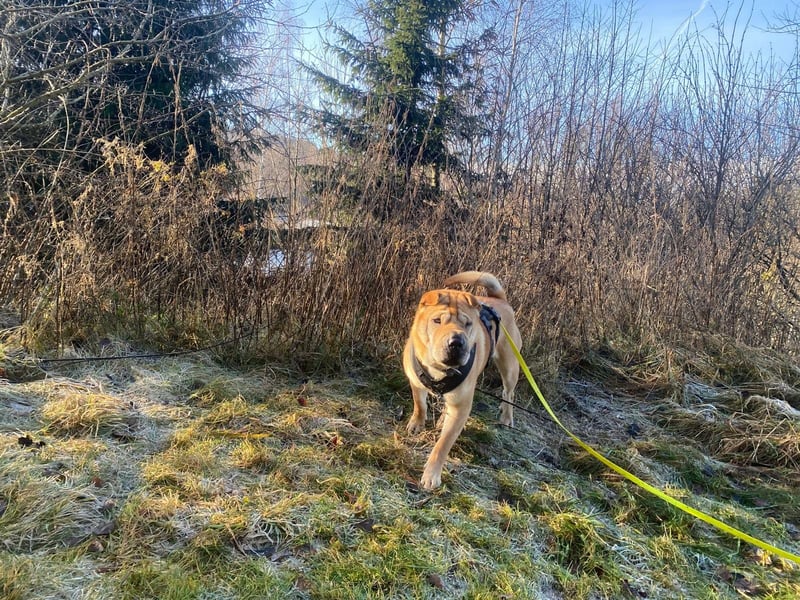 Briosa (Otto) sucht dringend neues Zuhause