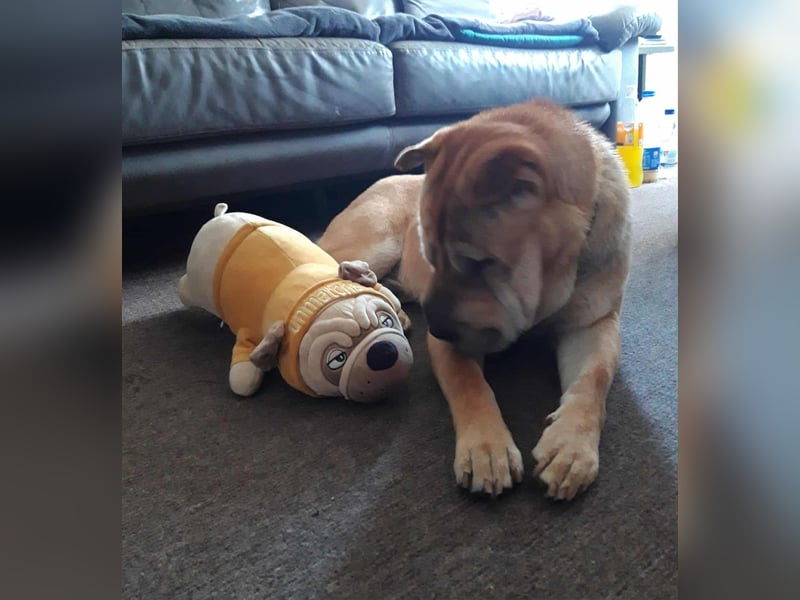 Briosa (Otto) sucht dringend neues Zuhause