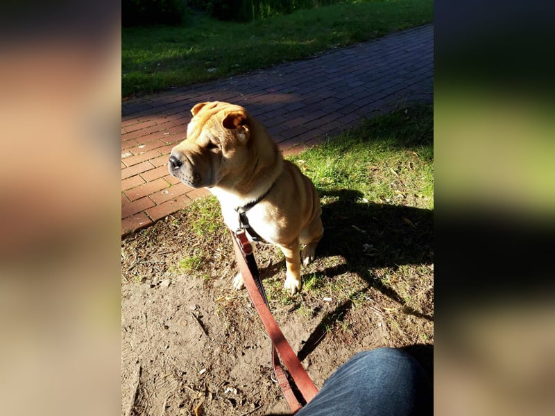 Briosa (Otto) sucht dringend neues Zuhause