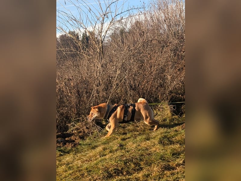 Briosa (Otto) sucht dringend neues Zuhause