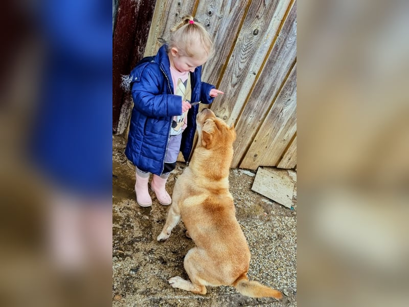 Briosa (Otto) sucht dringend neues Zuhause