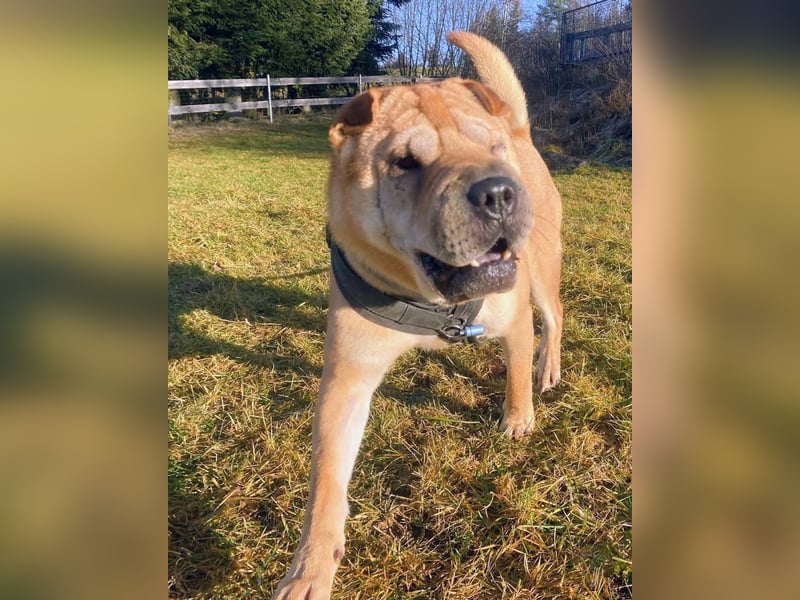 Briosa (Otto) sucht dringend neues Zuhause