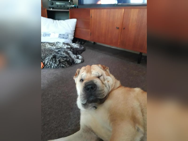 Briosa (Otto) sucht dringend neues Zuhause