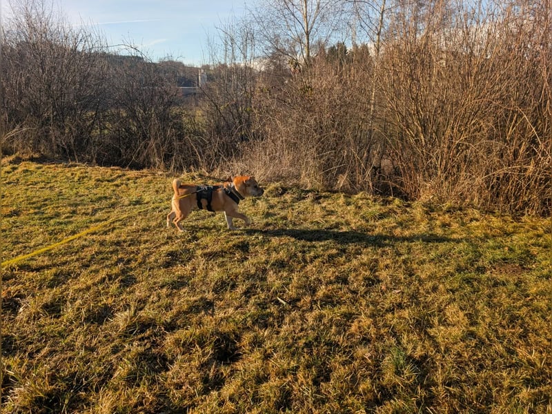 Briosa (Otto) sucht dringend neues Zuhause