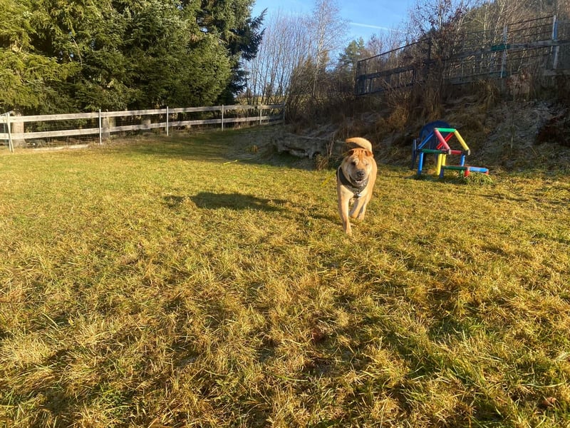 Briosa (Otto) sucht dringend neues Zuhause