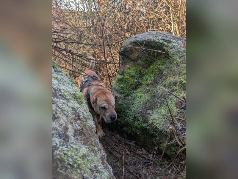 Briosa (Otto) sucht dringend neues Zuhause