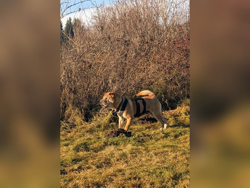 Briosa (Otto) sucht dringend neues Zuhause