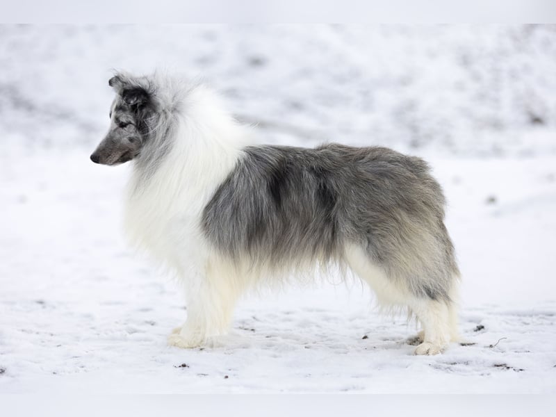 Sheltie Deckrüde - MultiCH.GCH.imp.USA TWISTED TREE BLAZE