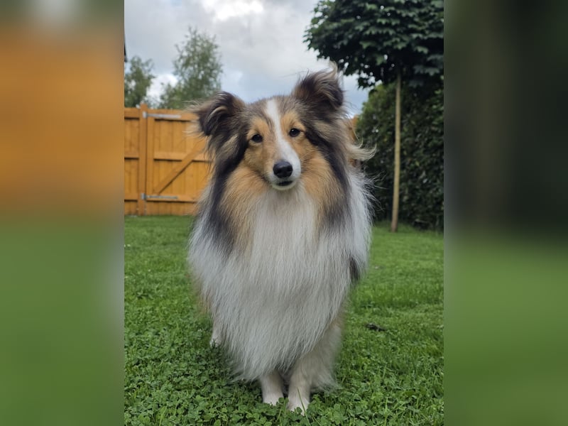 Sheltie Deckrüde
