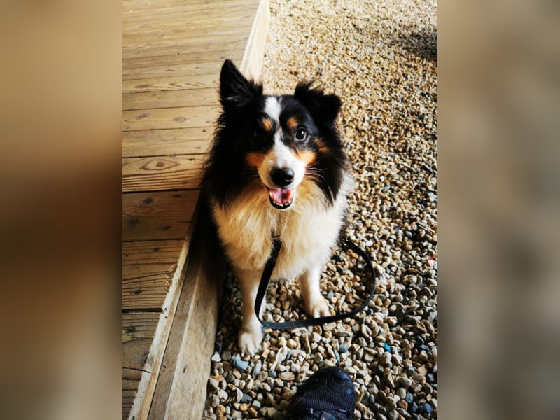 Teddy, Sheltie, geb.2016, unsicherer Rüde sucht Menschen mit Geduld