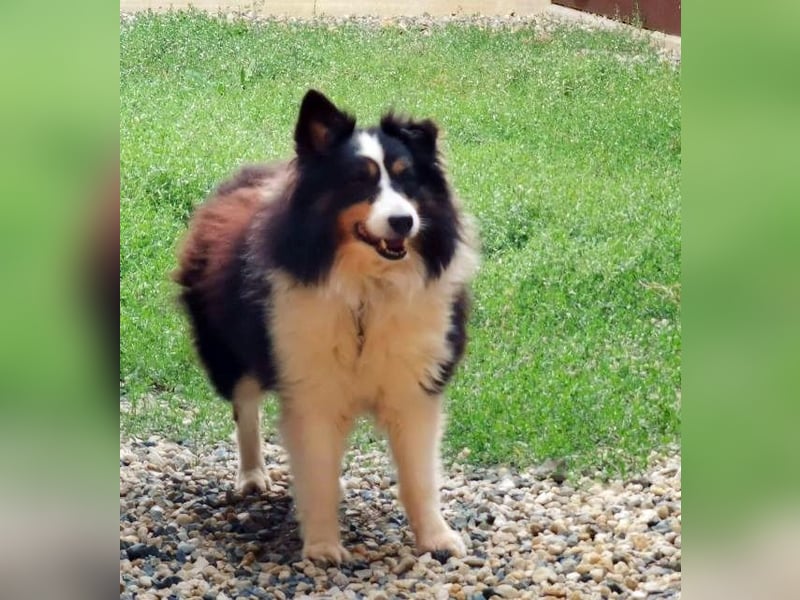 Teddy, Sheltie, geb.2016, unsicherer Rüde sucht Menschen mit Geduld