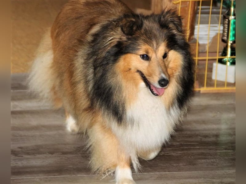 Sheltiewelpen suchen noch ein neues Zuhause