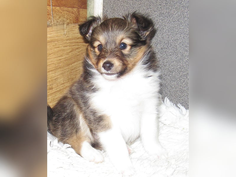 Sheltiewelpen suchen noch ein neues Zuhause