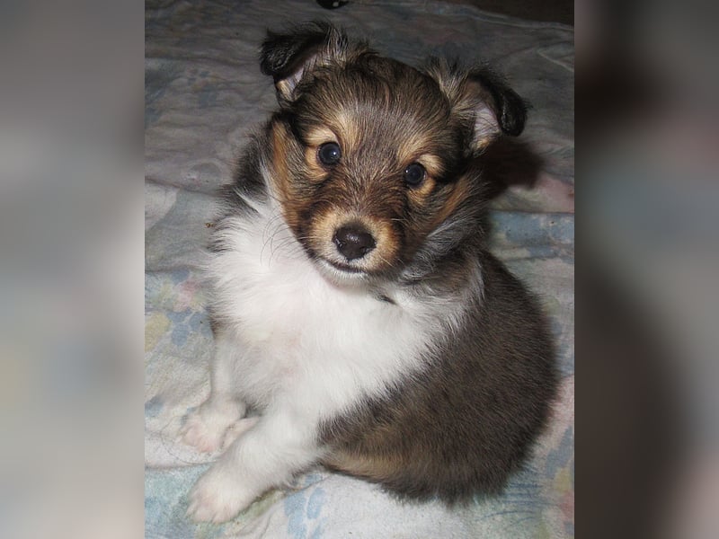 Sheltiewelpen suchen noch ein neues Zuhause