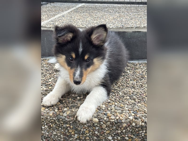 Bärchenhafte Sheltiewelpen