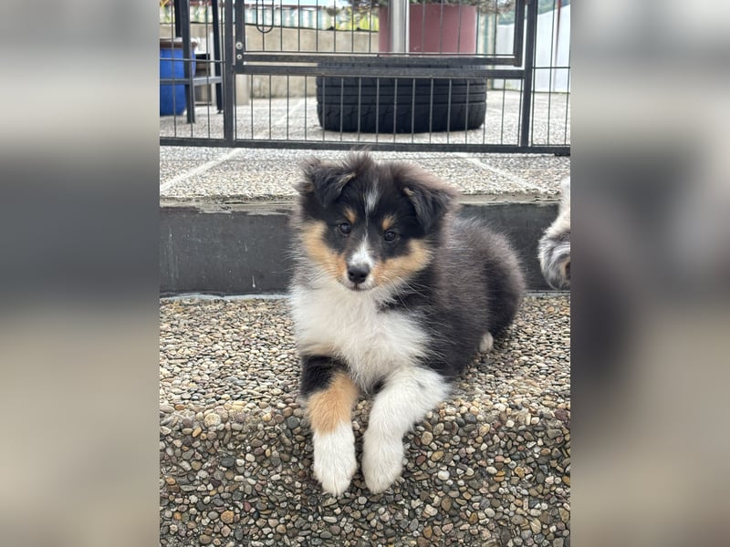 Bärchenhafte Sheltiewelpen