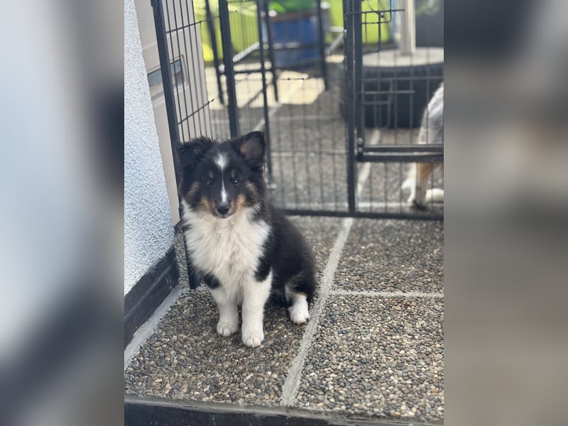 Bärchenhafte Sheltiewelpen