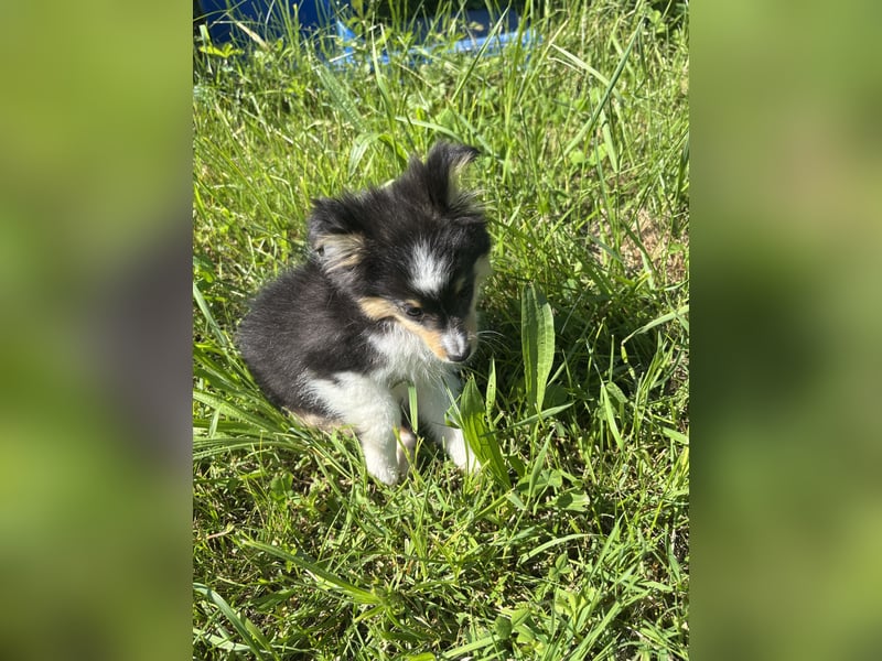 Traumhafte Typvolle Sheltiewelpen