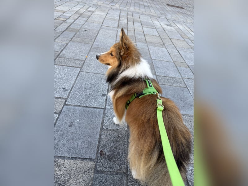 Deckrüde „Loki“ – Shetland Sheepdog (Sheltie) in Niederbayern