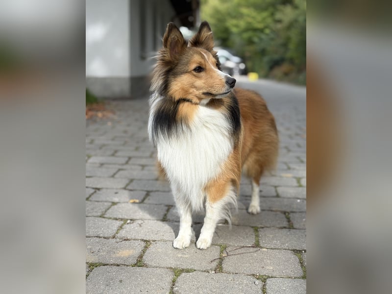Deckrüde „Loki“ – Shetland Sheepdog (Sheltie) in Niederbayern