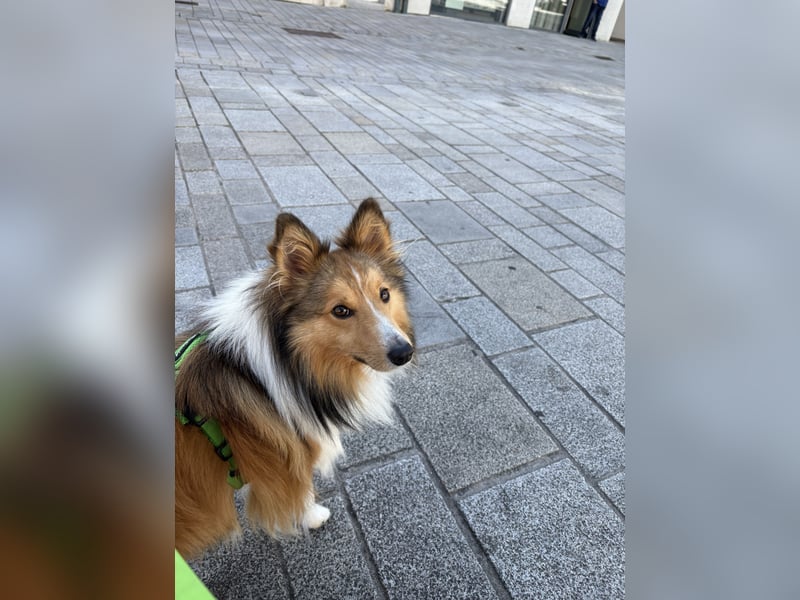 Deckrüde „Loki“ – Shetland Sheepdog (Sheltie) in Niederbayern