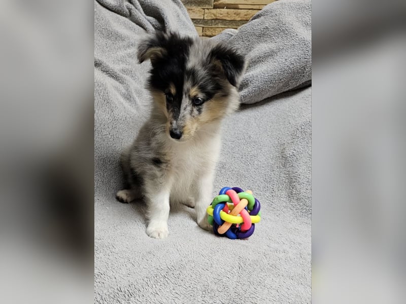 Sheltie Welpe, FCI Rüde