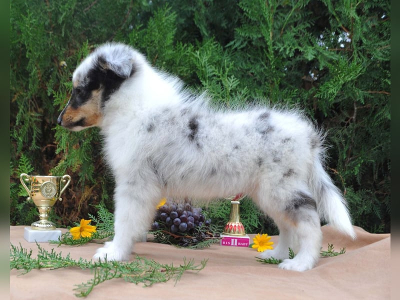 Sheltie FCI Hündin
