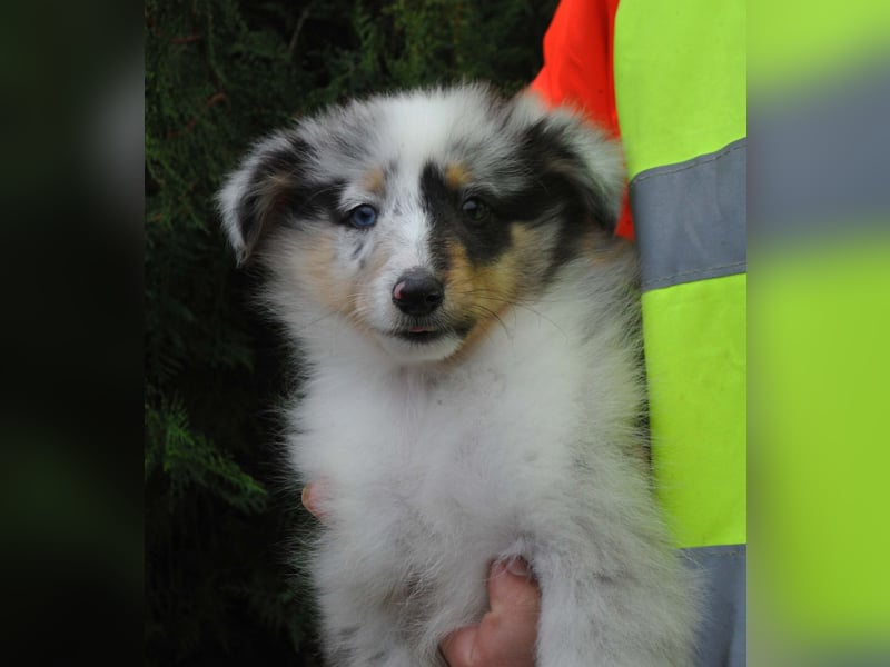 Sheltie FCI Hündin