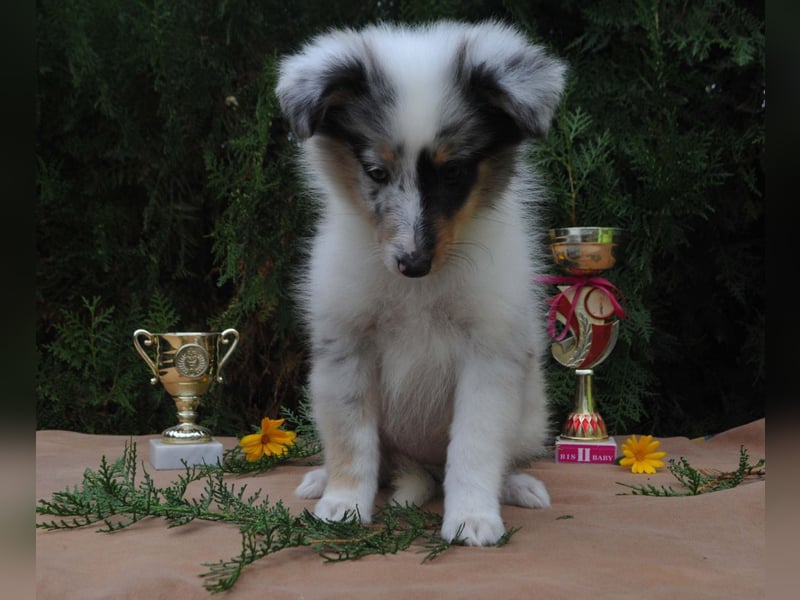 Sheltie FCI Hündin