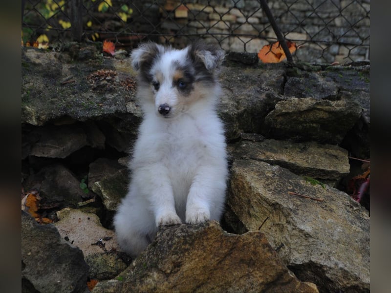 Sheltie Welpe, FCI Rüde