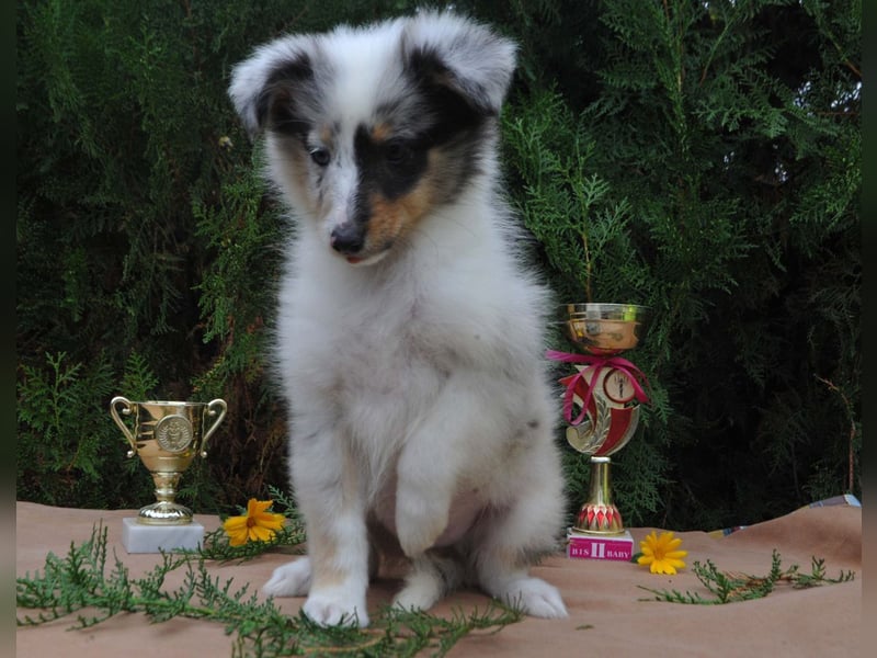 Sheltie FCI Hündin