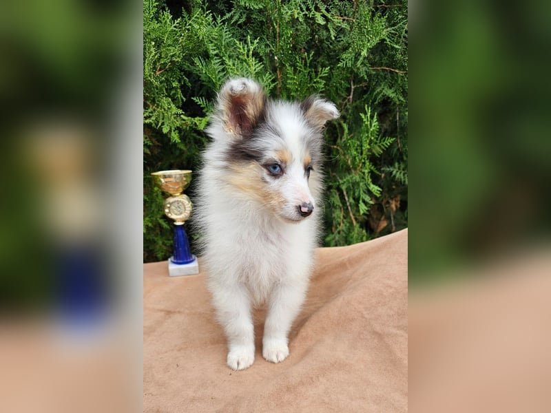 Sheltie Welpe, FCI Rüde