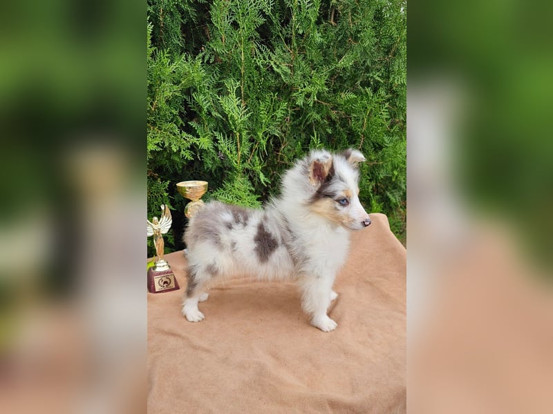 Sheltie Welpe, FCI Rüde