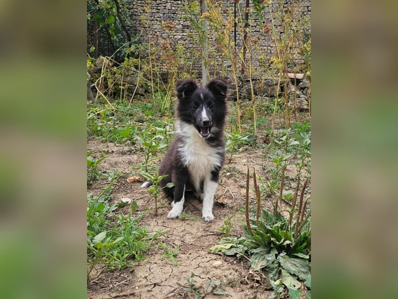 weiblicher Sheltie FCI