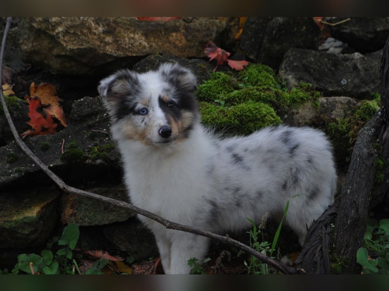 Sheltie FCI Hündin