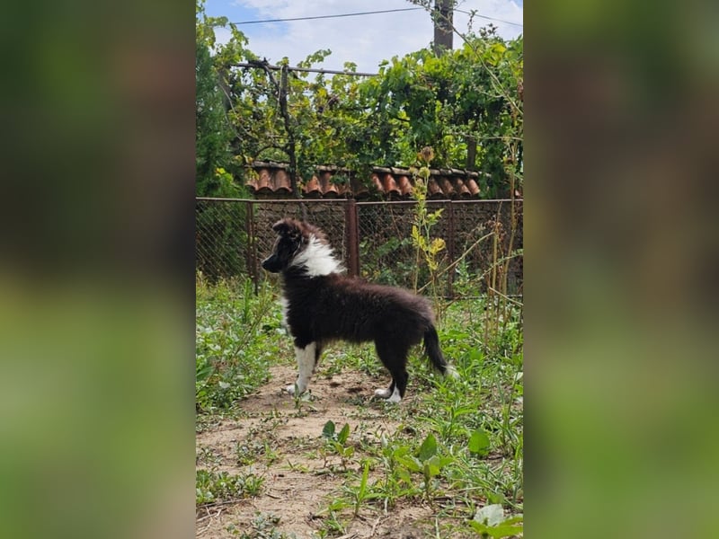 weiblicher Sheltie FCI