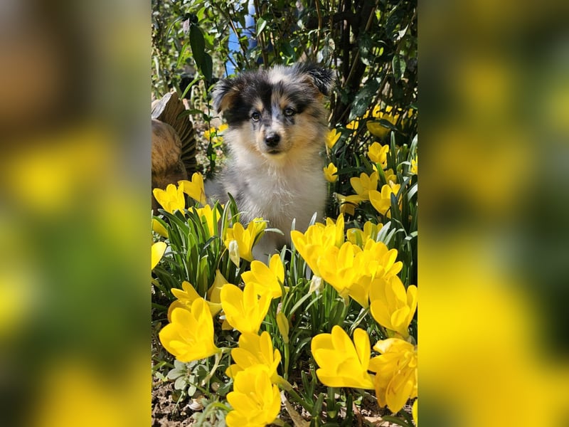 Sheltie Welpe, FCI Rüde