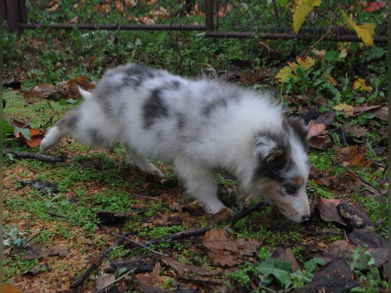 Sheltie Welpe, FCI Rüde