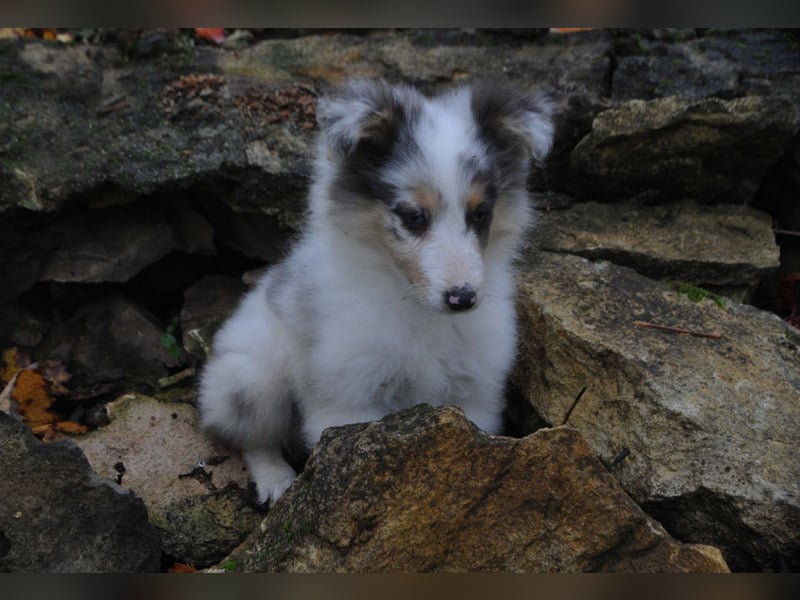 Sheltie Welpe, FCI Rüde