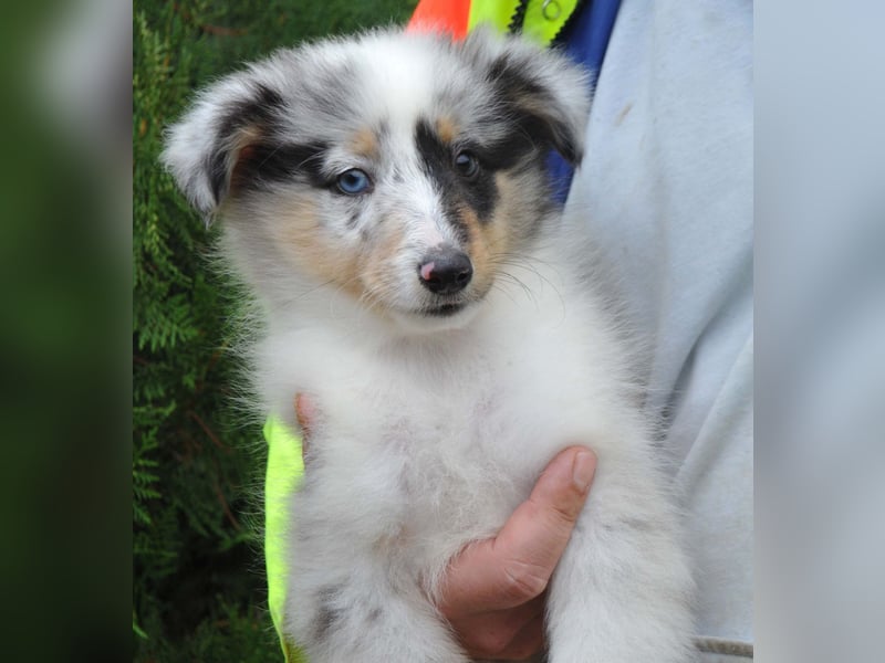 Sheltie FCI Hündin