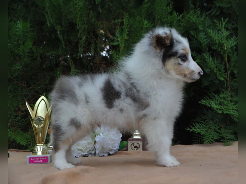 Sheltie Welpe, FCI Rüde