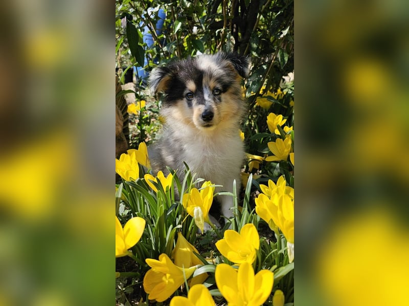 Sheltie Welpe, FCI Rüde