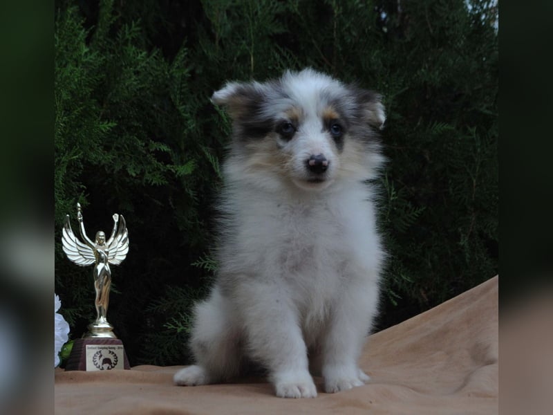 Sheltie Welpe, FCI Rüde