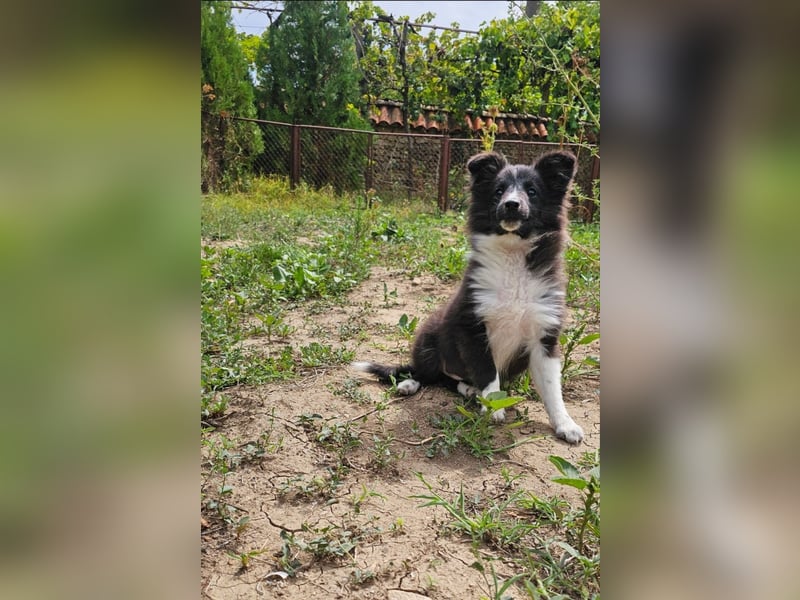 weiblicher Sheltie FCI