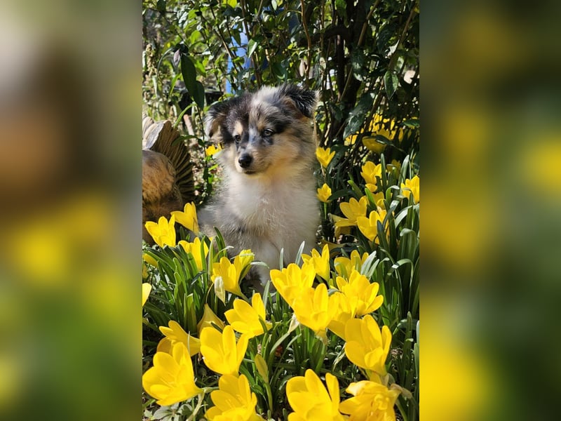 Sheltie Welpe, FCI Rüde