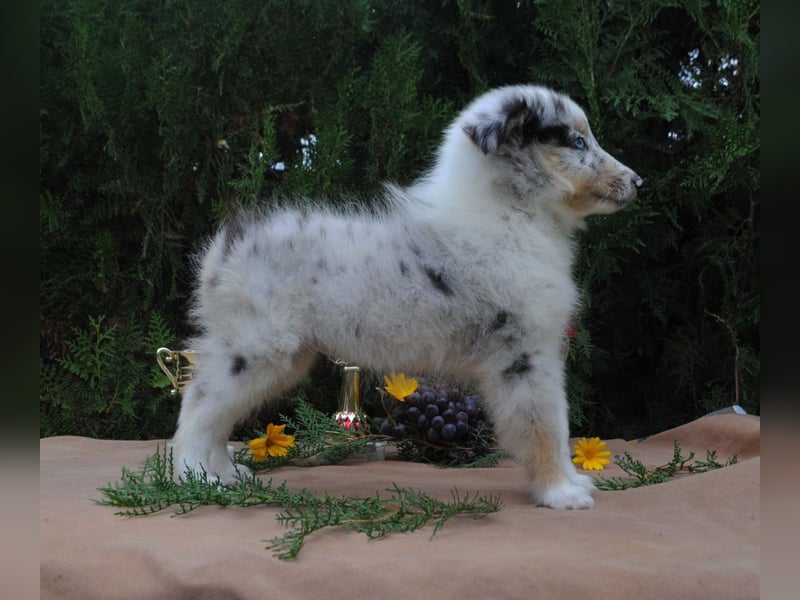 Sheltie FCI Hündin