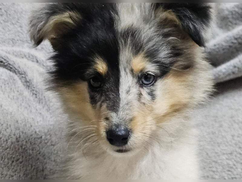 Sheltie Welpe, FCI Rüde