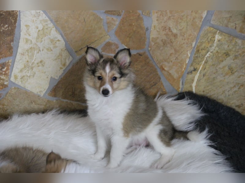 Zauberhafte Sheltie-Welpen suchen ein liebevolles Zuhause