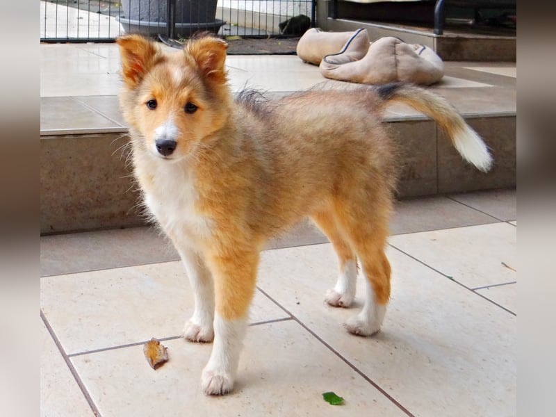 Sheltie Welpen