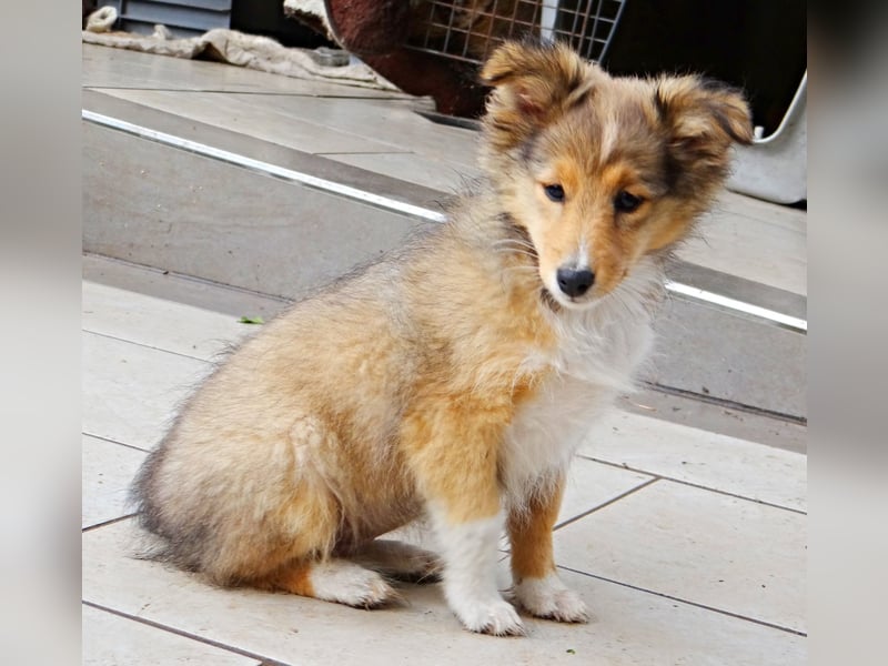 Sheltie Welpen